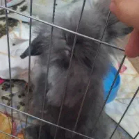 واگذاری خرگوش لوپ هلندی اصل
