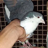 یه جفت نرو ماده دمگیر آس