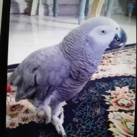 کاسکو پنج ساله جم