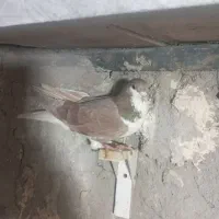 دوتا ماده امری فروشی|پرنده|رفسنجان, |دیوار