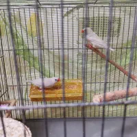 فنچ|پرنده|تهران, شکوفه|دیوار