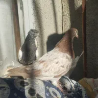 جوجه کفتر