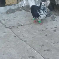 ساده افشون ماده تخمی