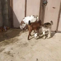 کهره جمولی اوس با دو تا بچه ماده بزرگ