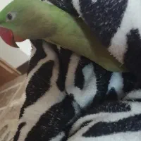 شاه طوطی کاملا دستی|پرنده|هشتگرد, فاز ۱ مهستان|دیوار