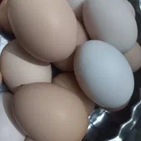 تخم اردک ومرغ محلی