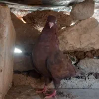 کبوتر سرخ چشم نوک