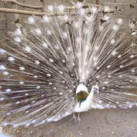 فروش طاووس بالغ وجوجه