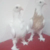 طوقی|پرنده|بهارستان, |دیوار