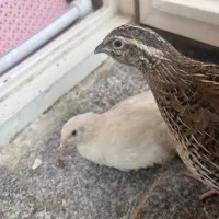 دو عدد بلدرچین ماده