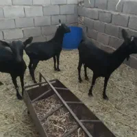 فروش گوسفند|حیوانات مزرعه|زرند, |دیوار