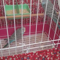 جوجه ۳ ماه|پرنده|مشکیندشت, |دیوار