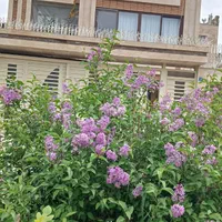 اجاره کوتاه مدت