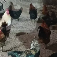 خروس|حیوانات مزرعه|دورود, |دیوار