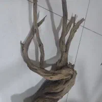 چوب اکواریوم|ماهی|تهران, تهرانسر شرقی|دیوار