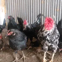 مرغ تخم گذار و خروس