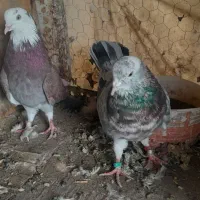 کفتر گرفتنی تیر شماره دار