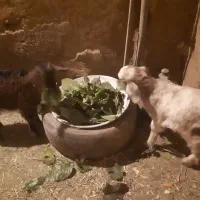 بزغاله|حیوانات مزرعه|سنقر, |دیوار