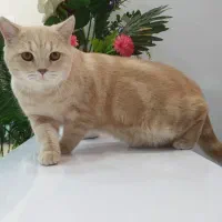 گربه بریتیش اسکاتیش