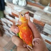 دنیای طوطی و عروس هلندی رام و دستی|پرنده|ساوه, |دیوار