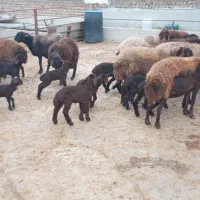 ۳۰ راس گوسفند بره دار میش و بره|حیوانات مزرعه|گرگان, |دیوار