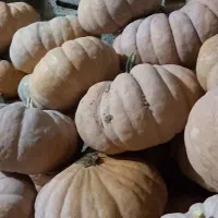 کدو محلی شیرین|خوردنی و آشامیدنی|رشت, پارک شهر|دیوار