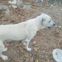 واگذاری سگ|سگ|قم, بنیاد|دیوار