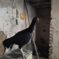 مرغ لاری دم تخم جوان