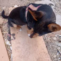 سگ پا کوتاه|سگ|سلطانیه, |دیوار