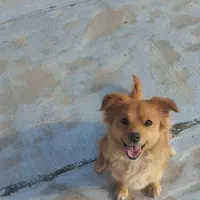 ۳۵۰۰|سگ|تایباد, |دیوار