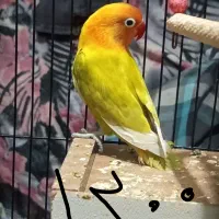 کوتوله برزیلی نر رنگ خاص کمیاب