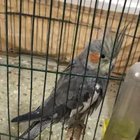 عروس هلندی|پرنده|بندر امام خمینی, |دیوار