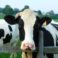 دامداری-و-منزل-مسکونی