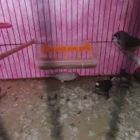 جفت فنچ فنچ به همراه ۴ جوجه