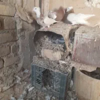 کفترطوق شازده نروماده بیضا|پرنده|زرقان, |دیوار