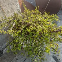 فروش گل های باغچه ای زیبا|گل و گیاه طبیعی|بابل, |دیوار