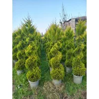 گل های بیرونی