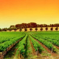 30قصب زمین کاربری مسکونی در بهرامجرد