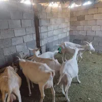 بز سانن