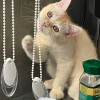 بریتیش گلد ۵ ماهه|گربه|تنکابن, |دیوار