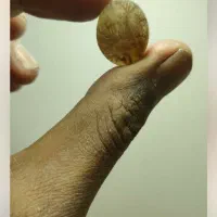 شجر قائن شجر تک درخت شجر مشکی|جواهرات|خمینیشهر, |دیوار