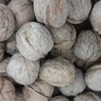 گردو شهرستان اقلید استان فارس