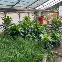 استخدام کارگر مرد برای گلخانه