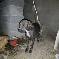 ×سگ امرکن بولی اورجینال ماده×|سگ|کرج, کمالشهر|دیوار