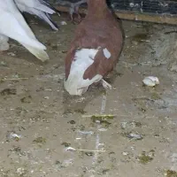 برادر عزیز سلام ۹ تا کبوتر رنگی|پرنده|بندر امام خمینی, |دیوار