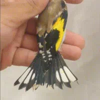 جوجه سهره چهارگل کردستان