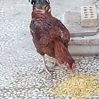 خروس بومی دو رگه لاری وبومی|حیوانات مزرعه|مبارکه, |دیوار