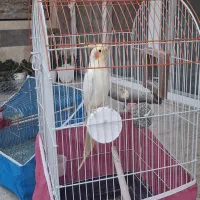 فروش پرندگان زینتی