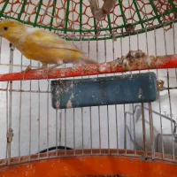 نرقناری خوب وخوشگل وبهترین رنگ|پرنده|هیرمند, |دیوار