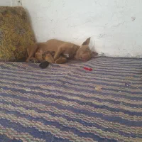 نقابی|سگ|تهران, سهروردی|دیوار